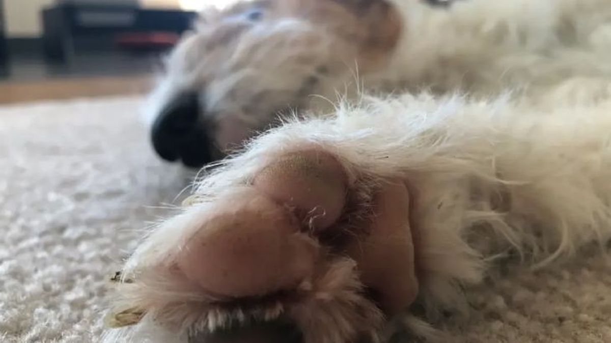 como curar las heridas en las almohadillas de los perros 3