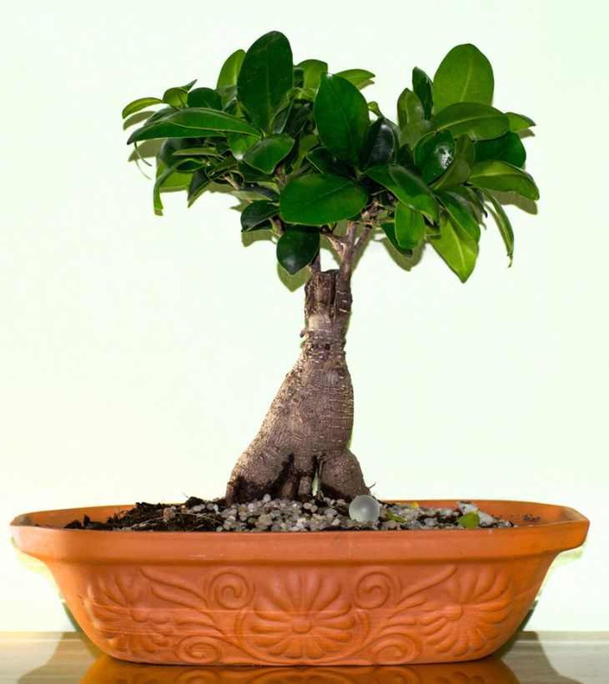 Ficus retusa