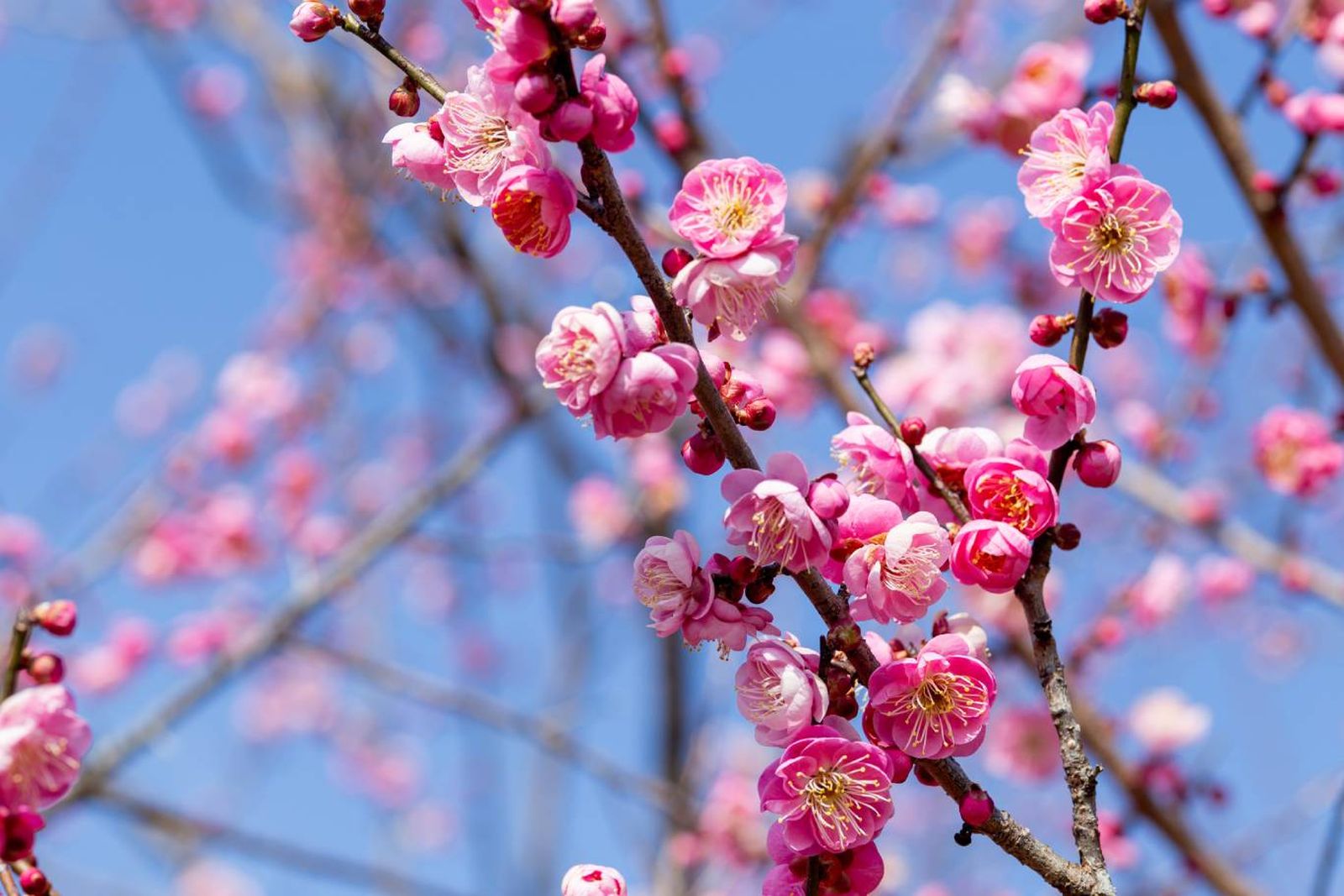 Ume, la flor del ciruelo en flor.