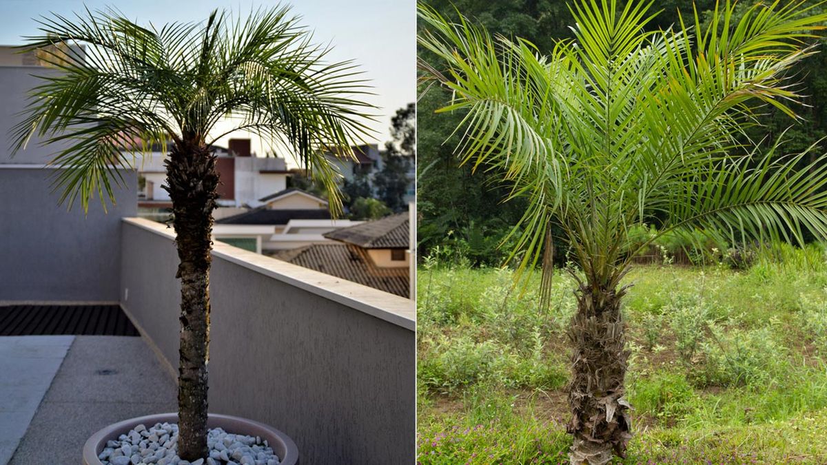 Phoenix Roebelenii caracteristicas cuidados