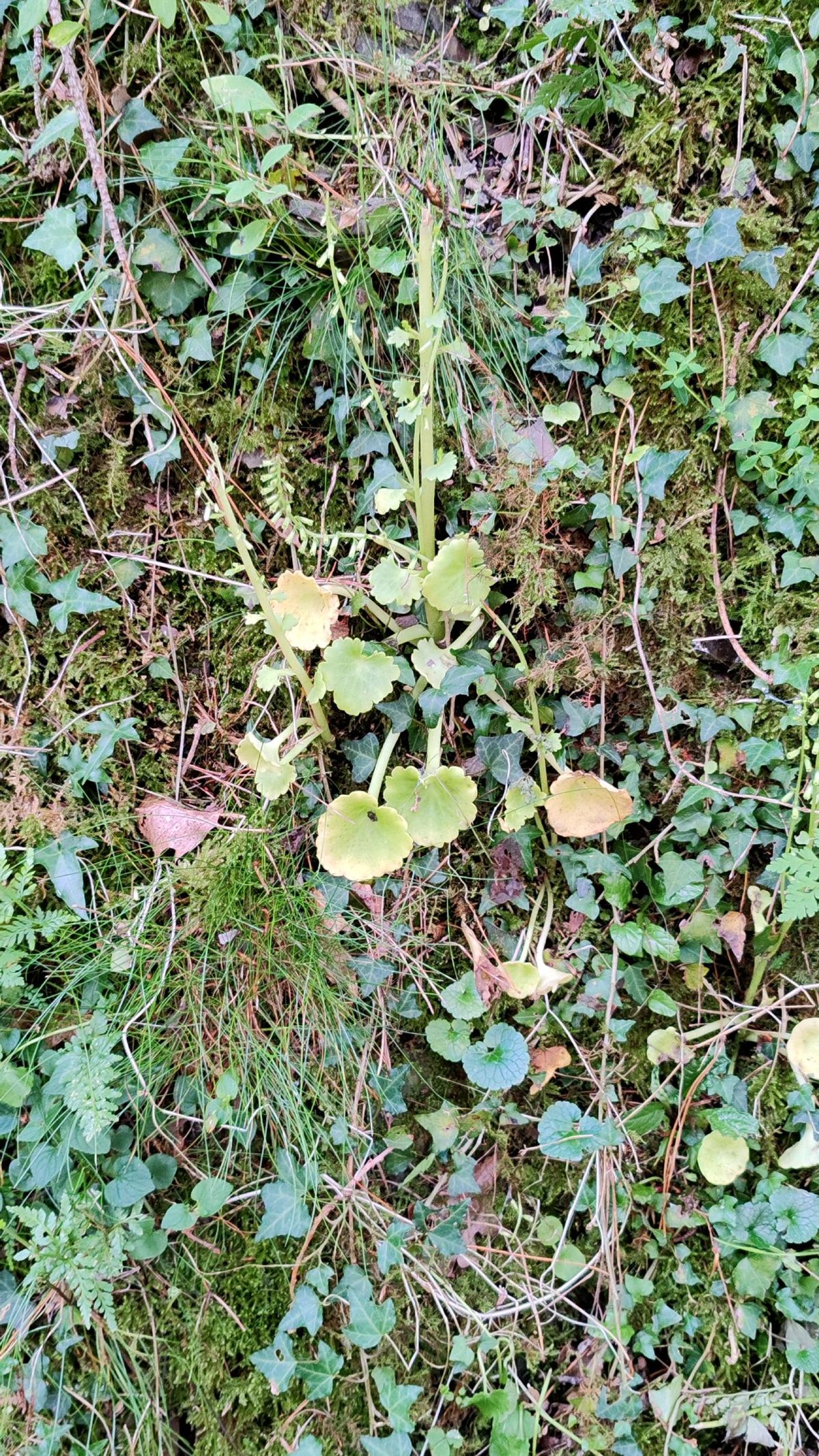 Ombligo de venus (Umbilicus rupestris) en la Vía Verde de Arrazola (Bizkaia).