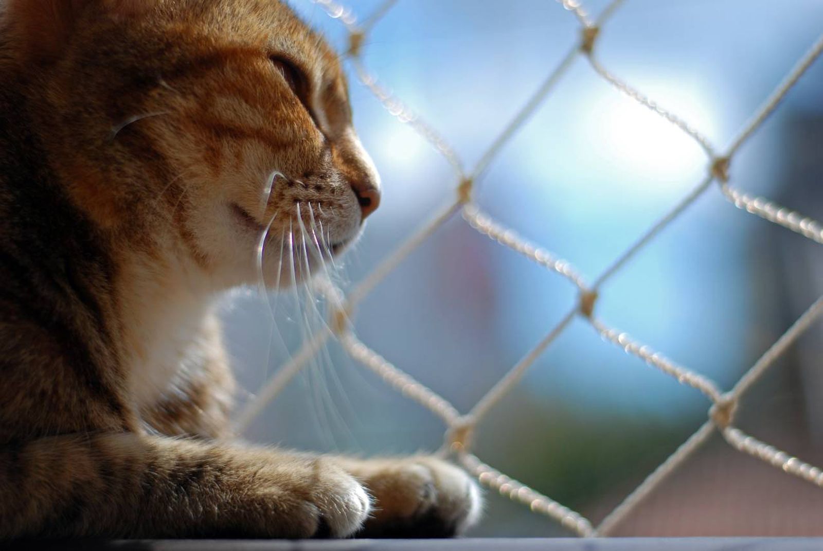 Las redes protectoras para gatos son eficaces a la hora de evitar caídas.