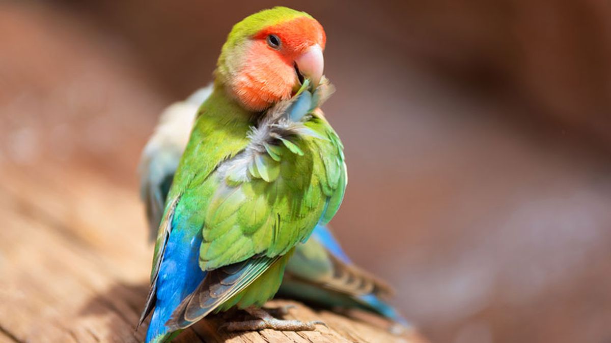 idioma periquitos agapornis 5