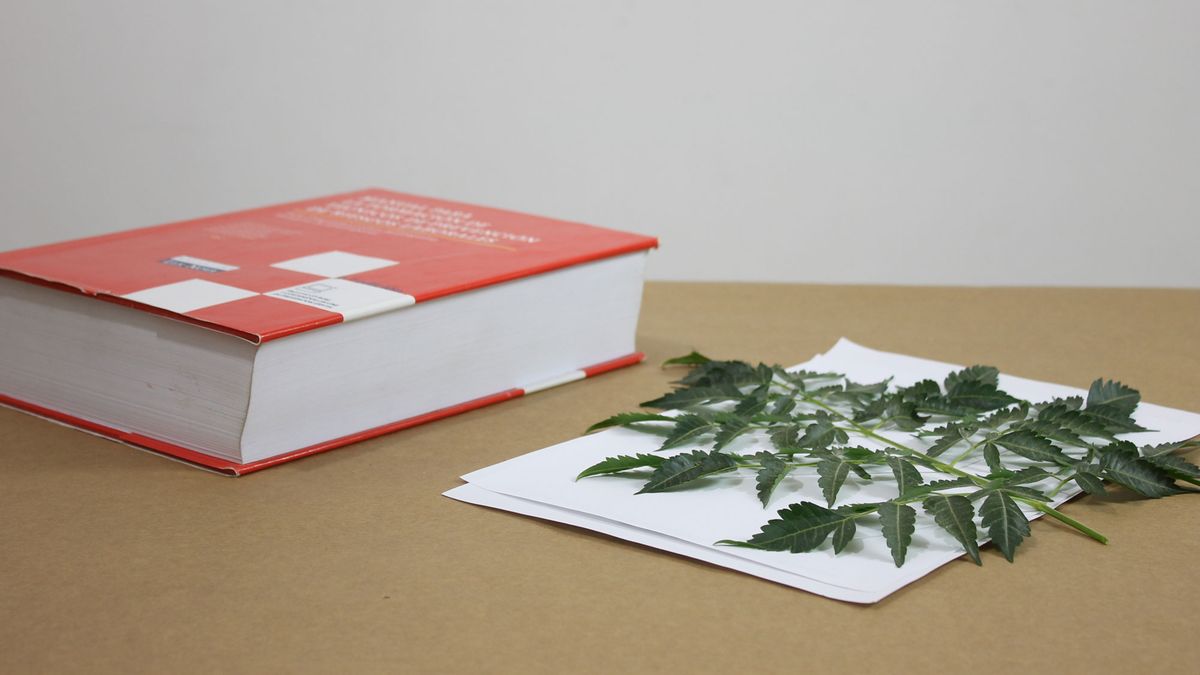 Cómo hacer cuadros con hojas y pintura paso 1