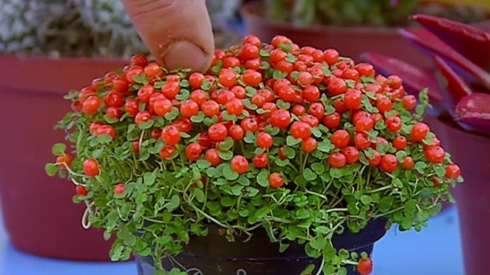 brico 681 plantas pequenas vestir la mesa nertera brico 681 plantas pequenas vestir la mesa nertera