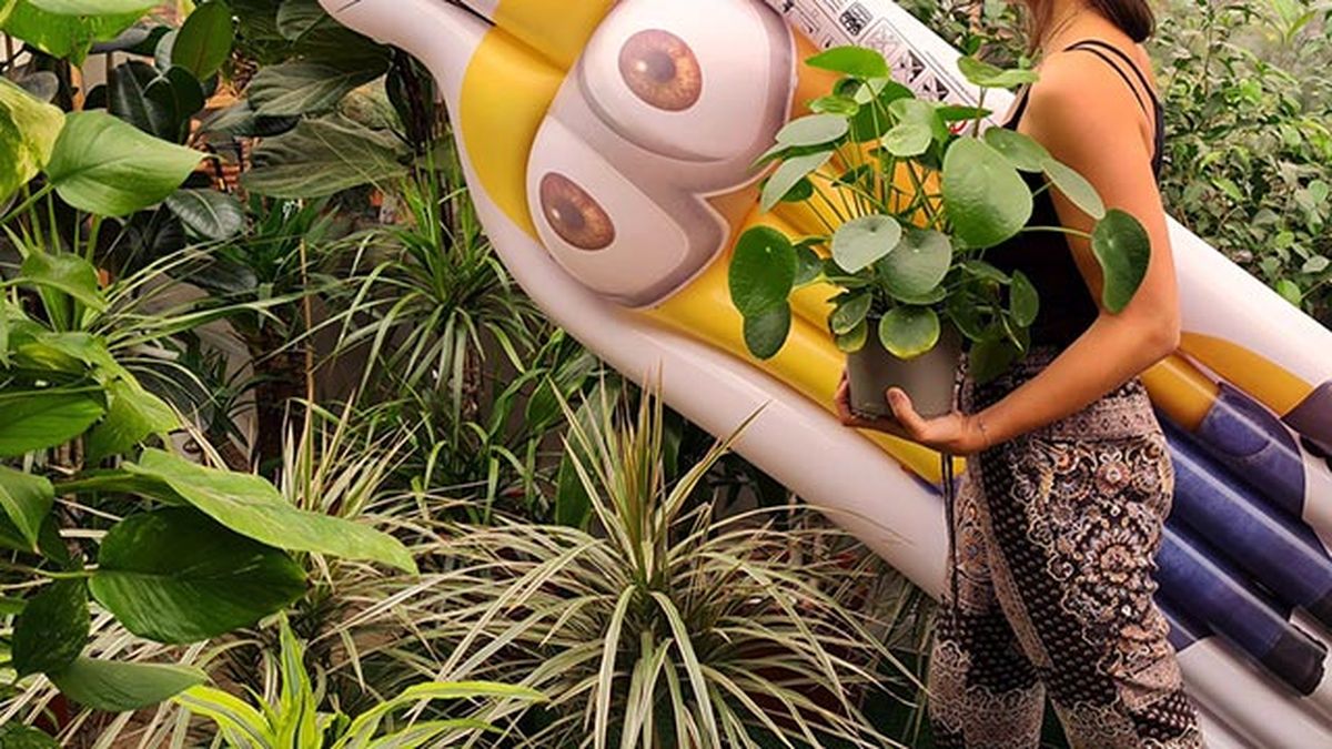 que les ocurre a las plantas durante el verano cuidados