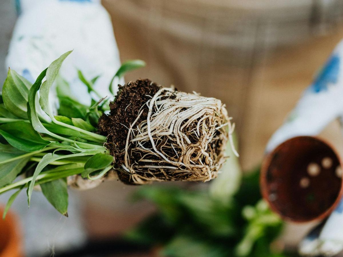 Los enraizantes favorecen el crecimiento de las raíces de los esquejes para convertirse en una nueva planta.