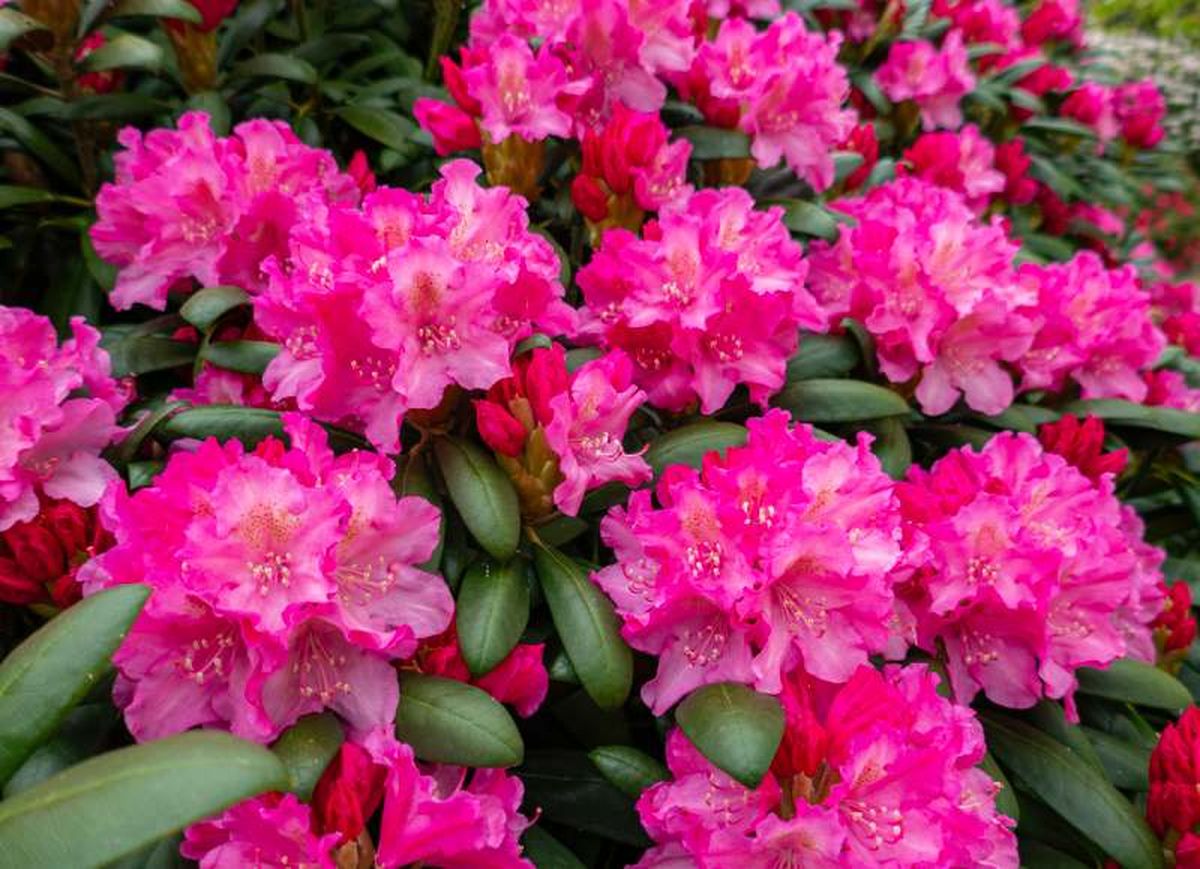 Rhododendron