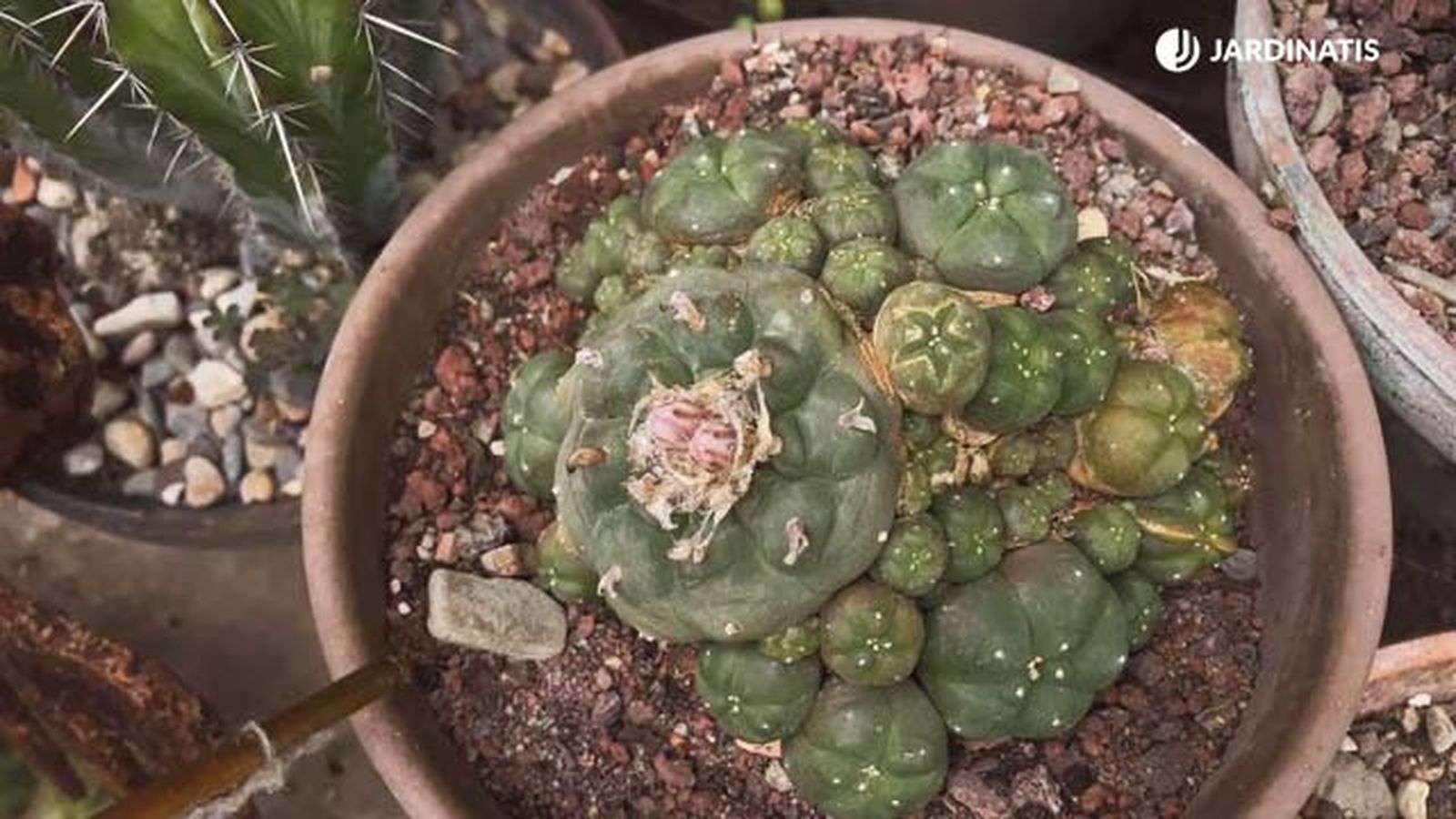 cactus peyote Lophophora williamsii coleccion inigo segurola cactus peyote Lophophora williamsii coleccion inigo segurola