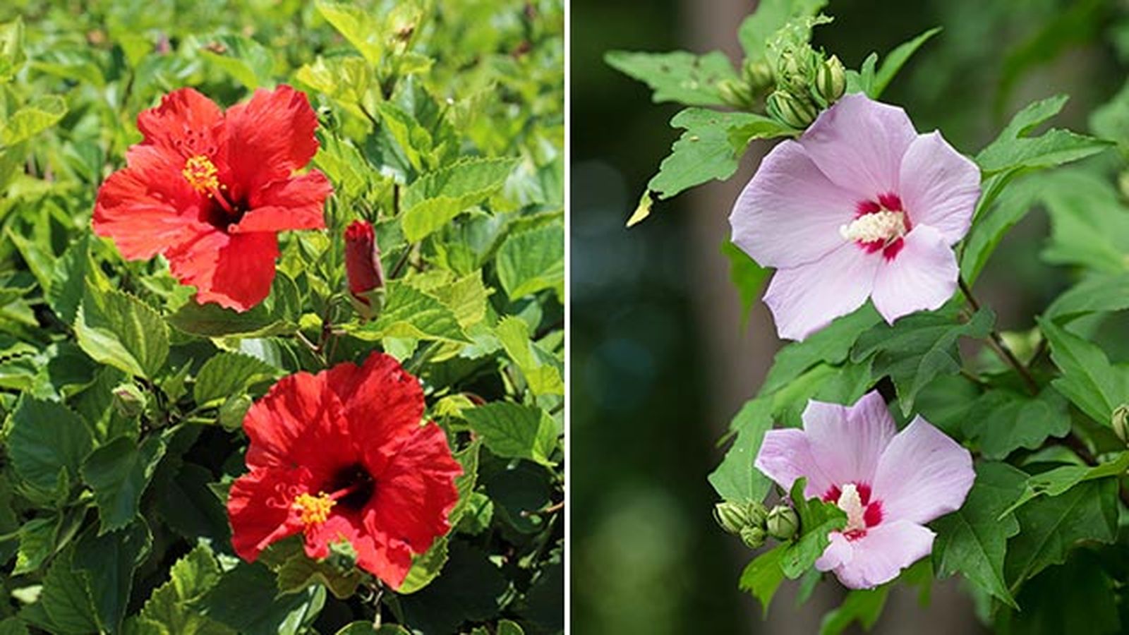 cuidados del hibisco en el jardin cuidados del hibisco en el jardin