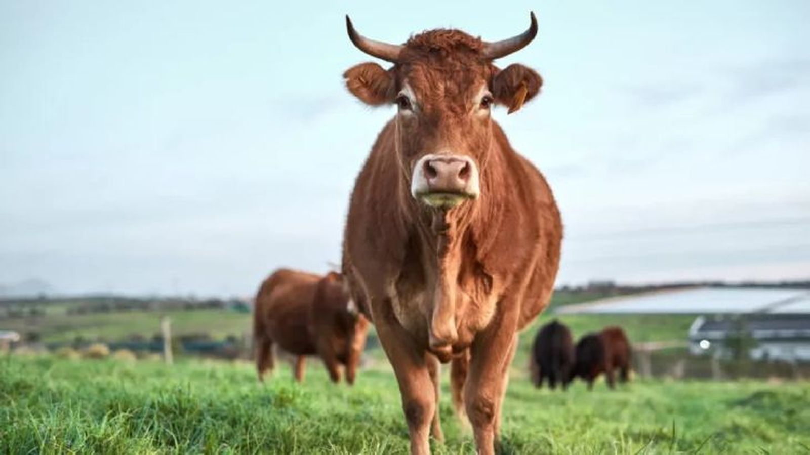 animales que empiezan por v vaca animales que empiezan por v vaca