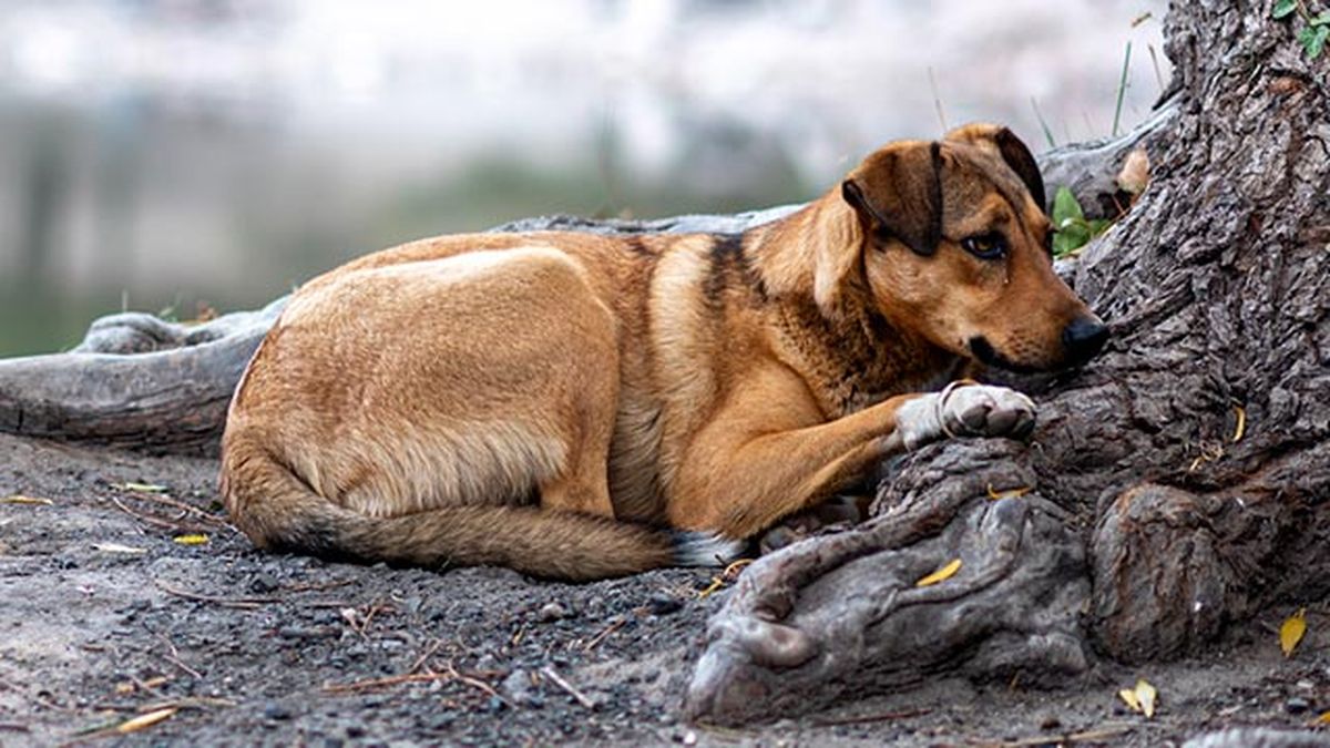actuar ante maltrato animal denuncia perro abandonado