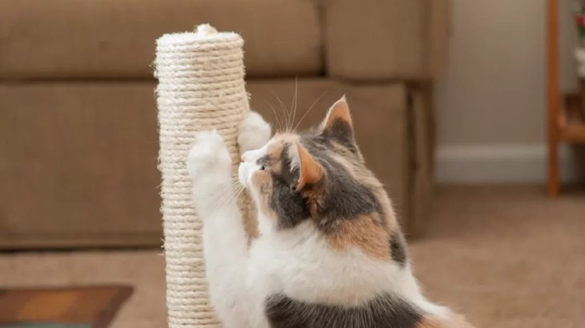 como cortarle las unas a un gato 1