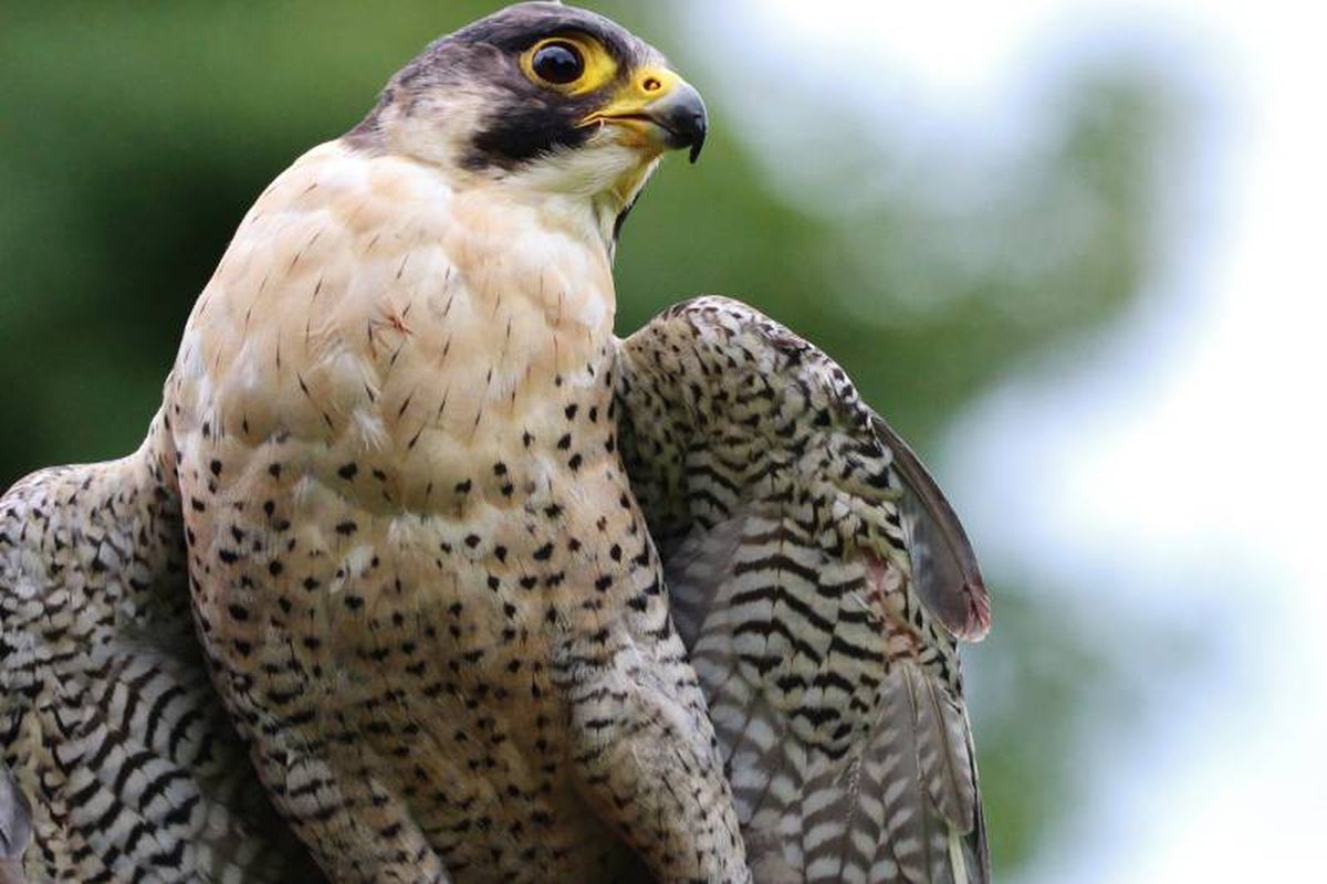 Para establecer una dieta equilibrada es preferible consultar con el veterinario.