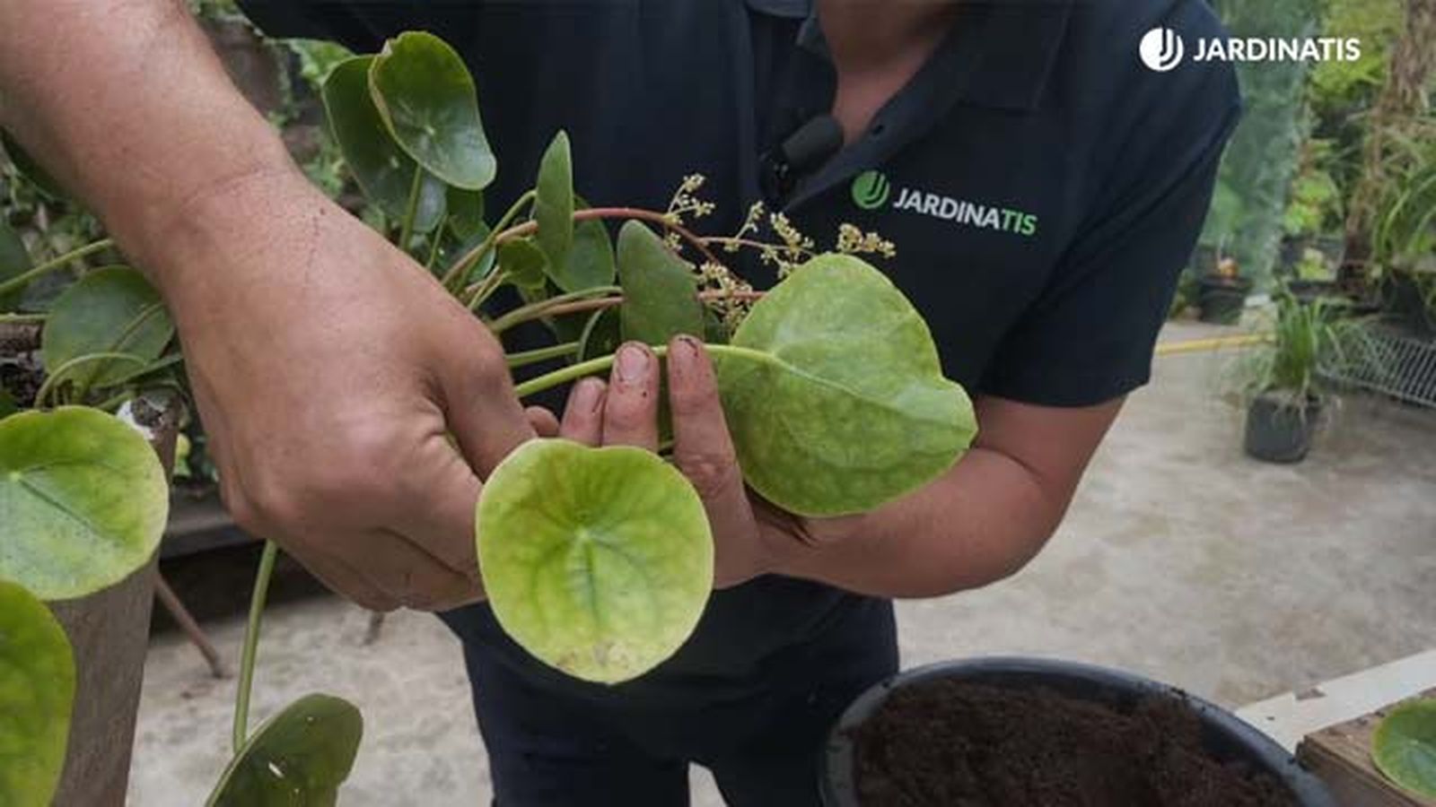 hojas amarillas envejecidas de la pilea peperomioides jardinatis hojas amarillas envejecidas de la pilea peperomioides jardinatis