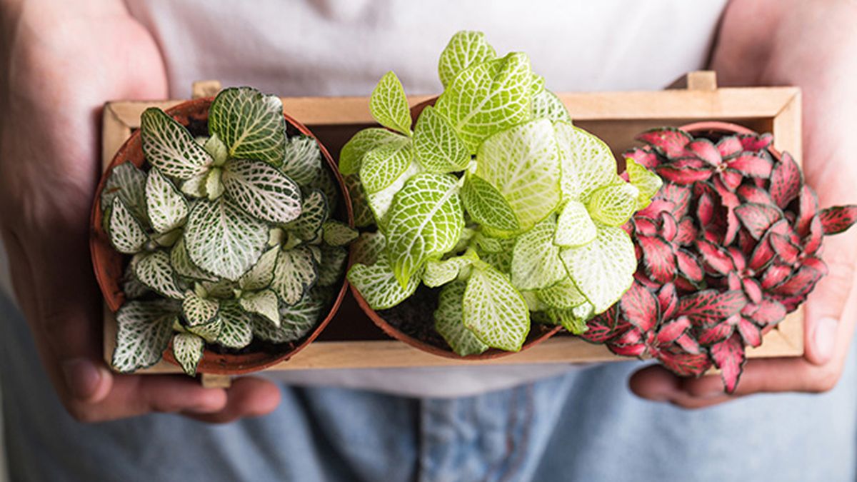 variedades fittonia verschaffeltii