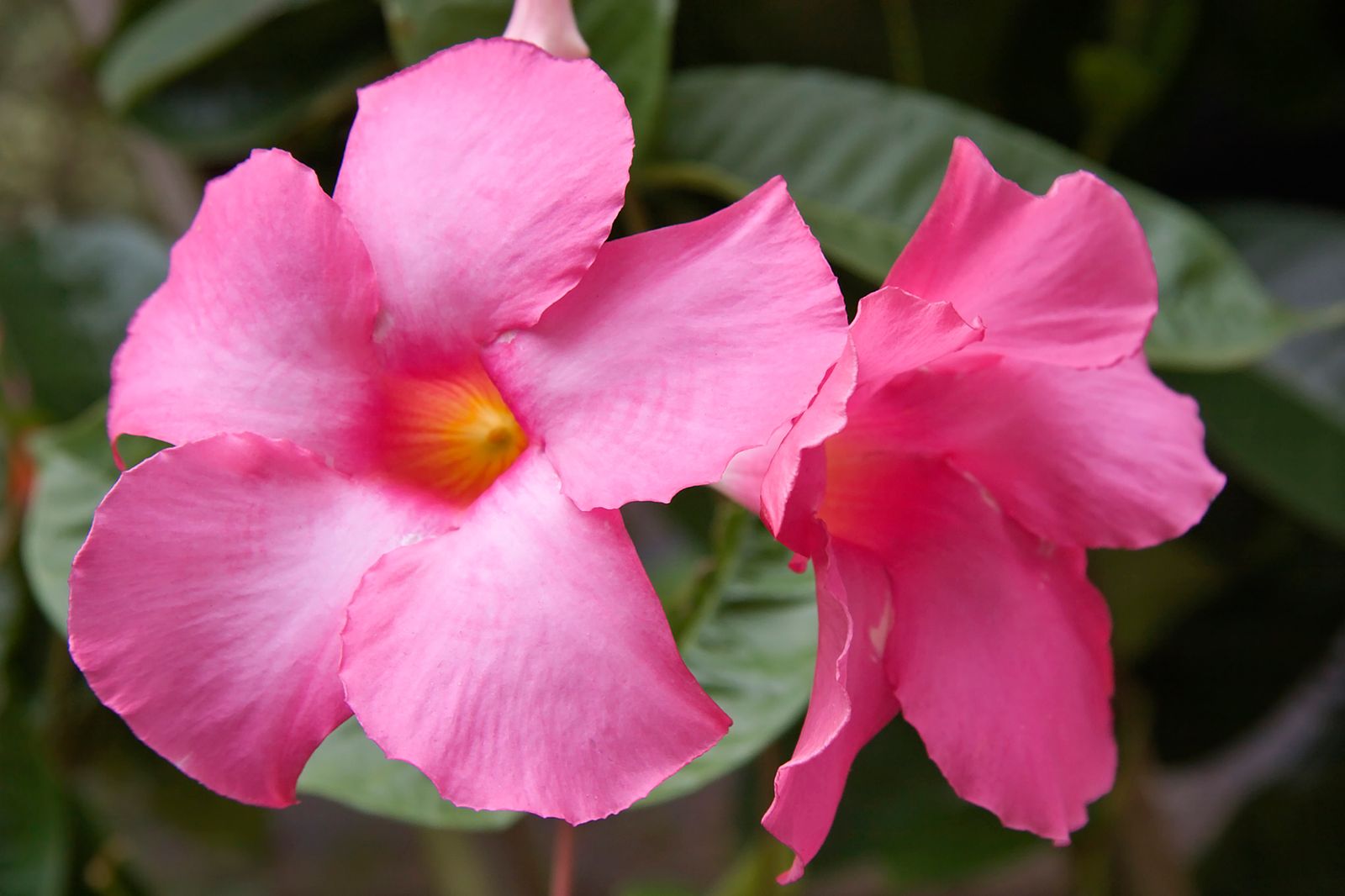 dipladenia xl