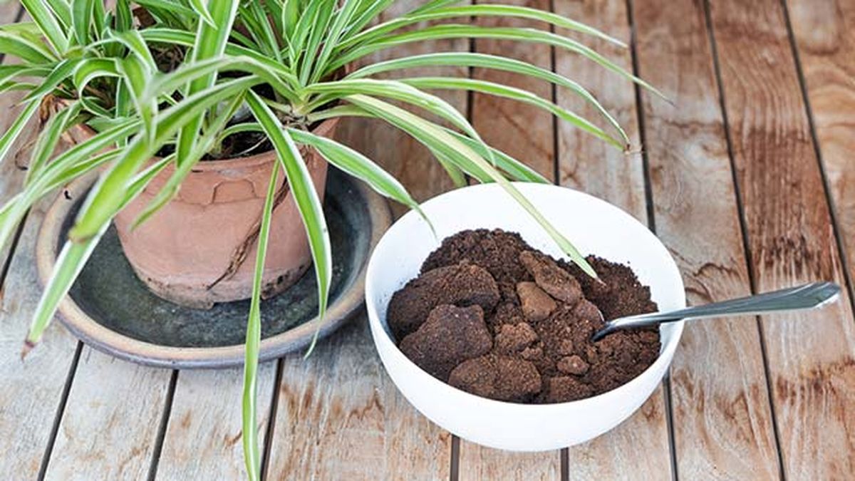 como usar el cafe en las plantas
