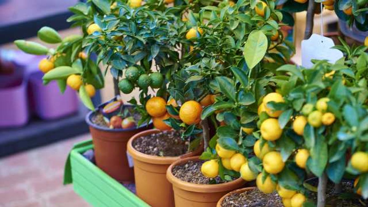 naranjos plantados en macetas