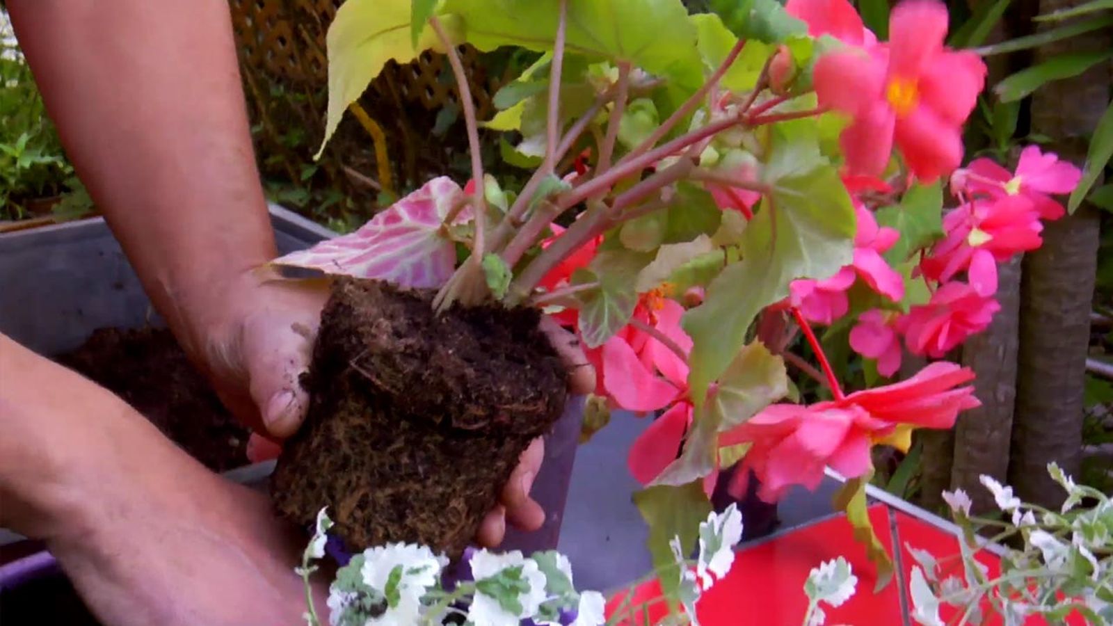 brico 794 jardin plantas colgantes verano begonias tuberosas brico 794 jardin plantas colgantes verano begonias tuberosas