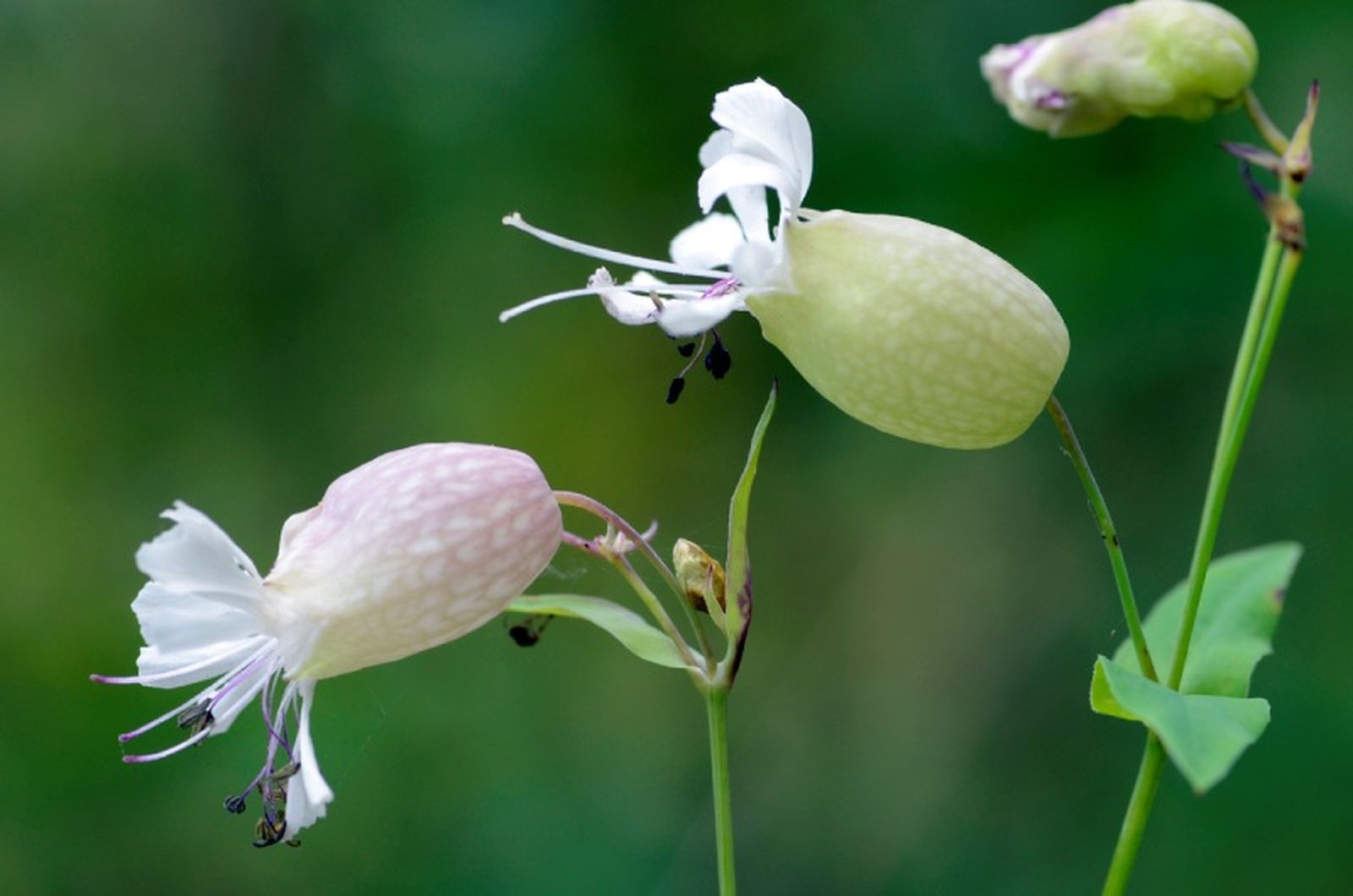 Flores de Silene vulgaris. Flores de Silene vulgaris.
