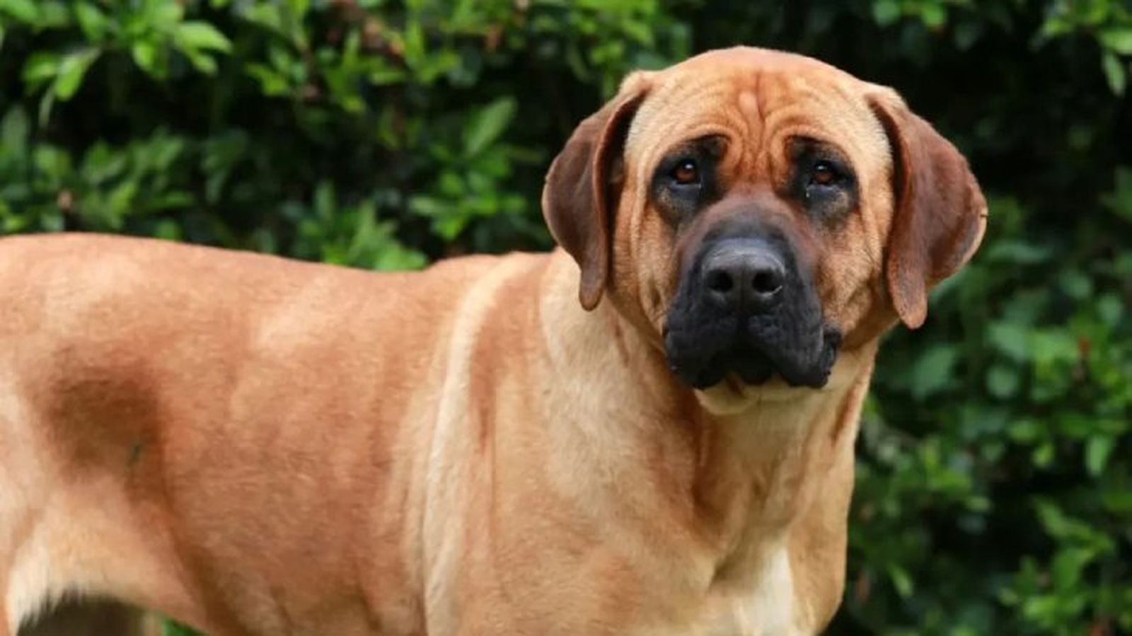 perros japoneses tosa inu 7 perros japoneses tosa inu 7