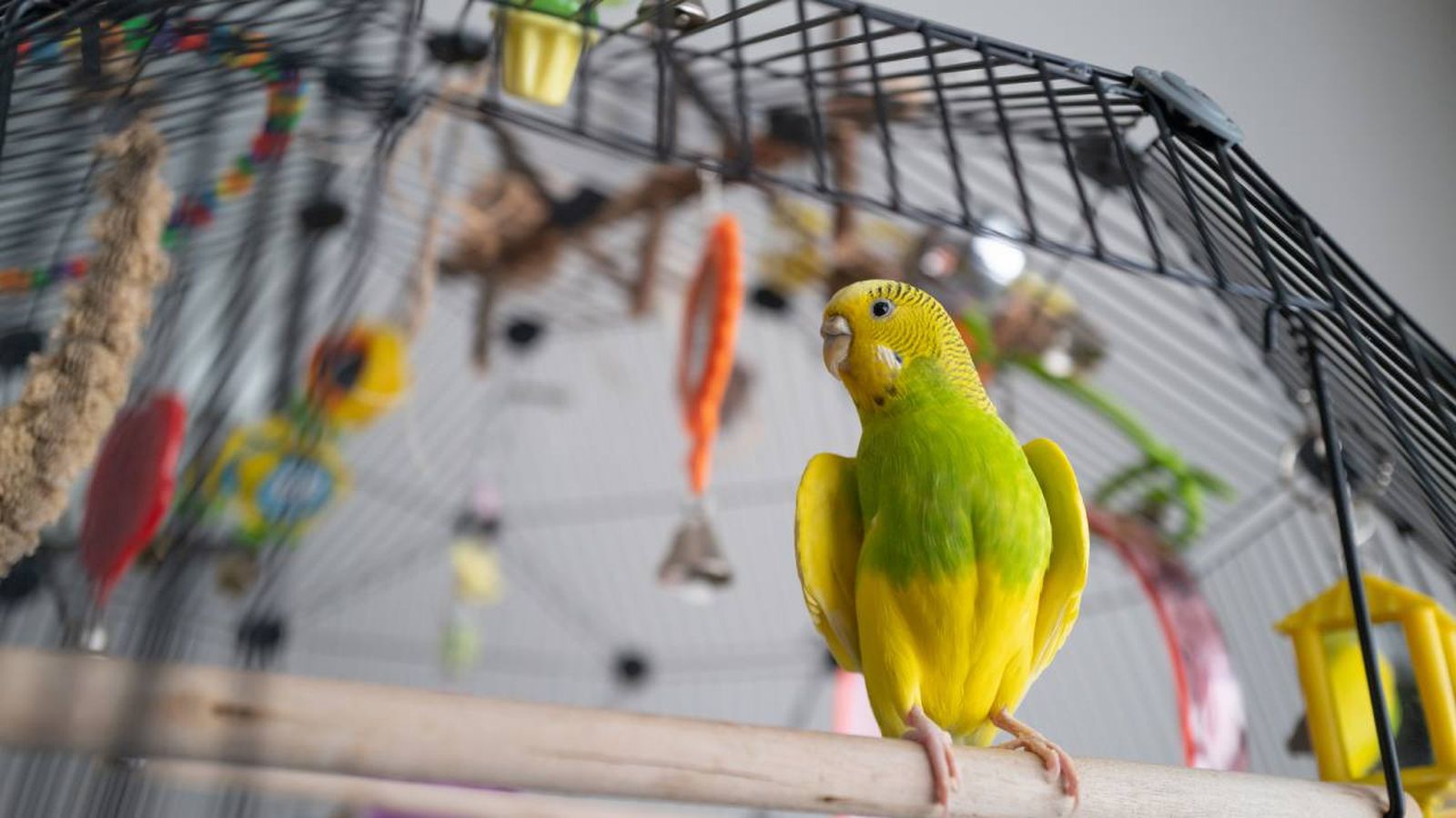 jaulas para pajaros xl