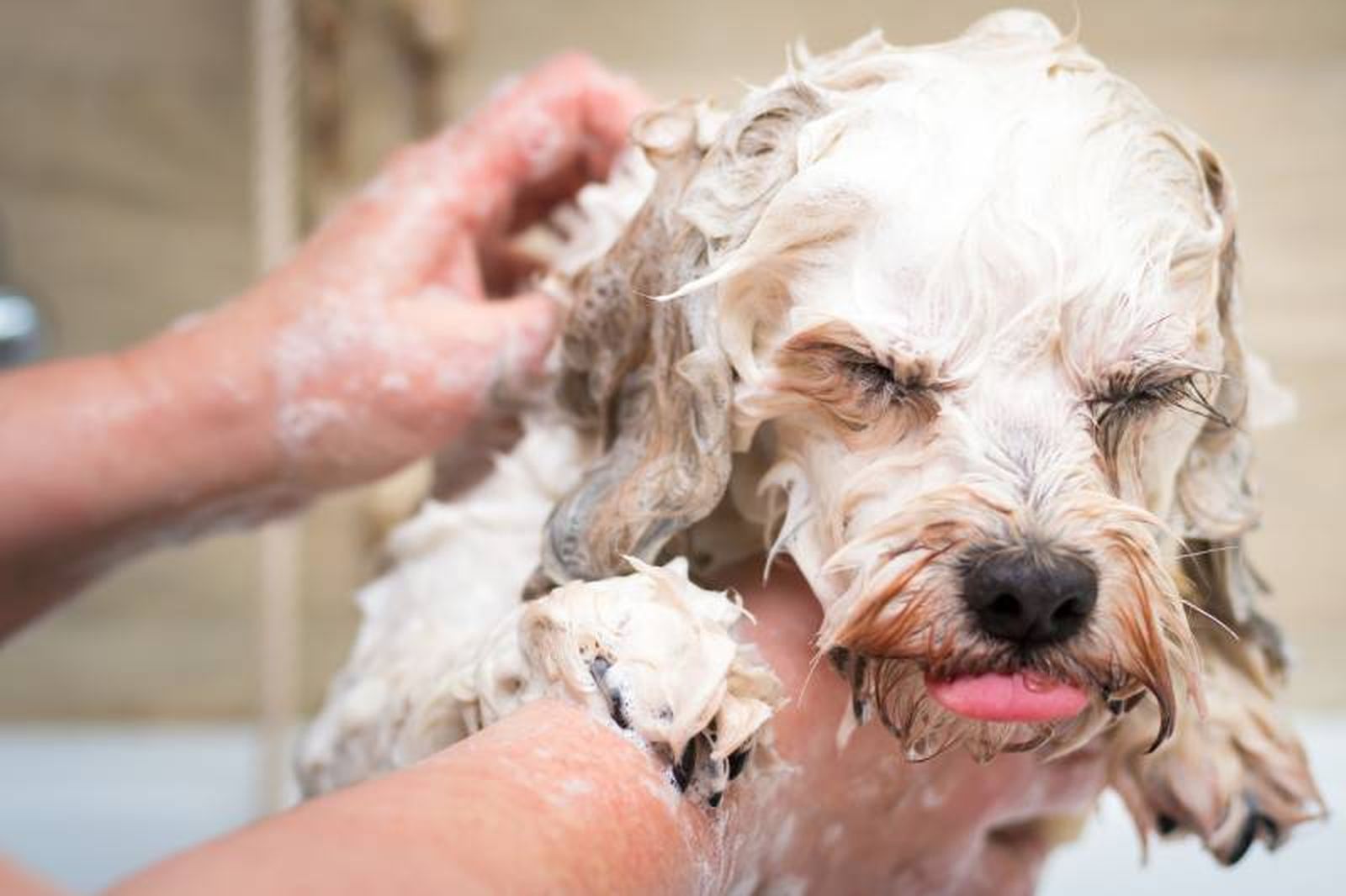 Cada perro requiere ser bañado con una frecuencia diferente según el tipo de pelo. Cada perro requiere ser bañado con una frecuencia diferente según el tipo de pelo.