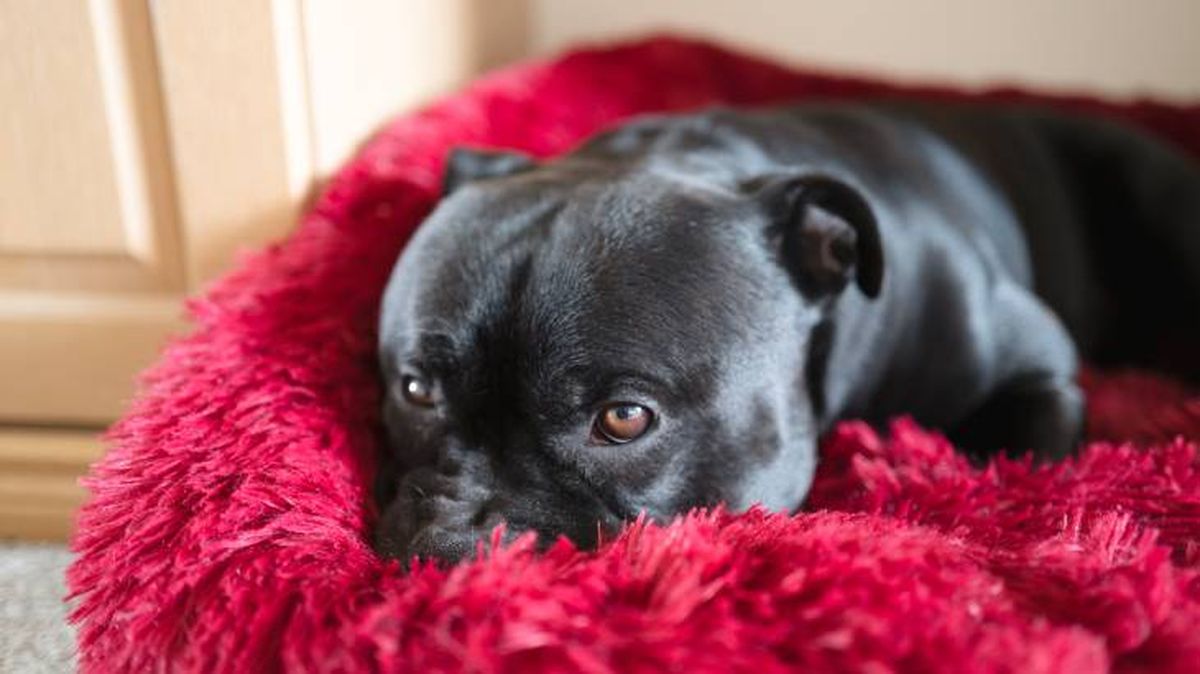 como elegir cama para mascotas perro