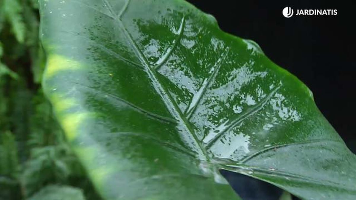 abono foliar para abrillantar las hojas brico 890