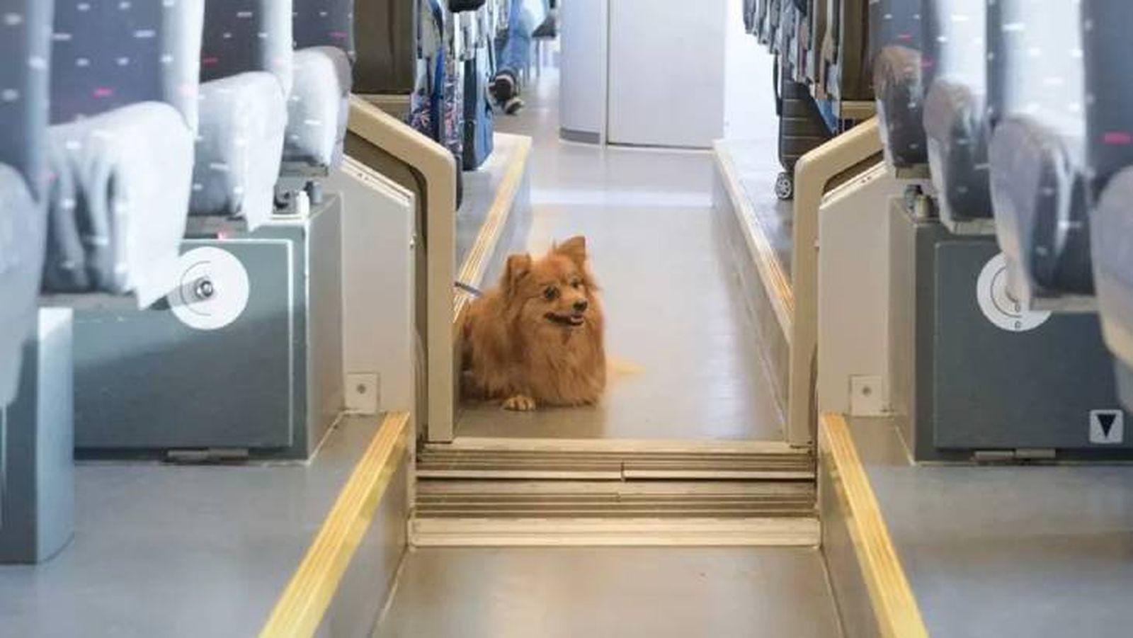 viajar con perro en tren 7 viajar con perro en tren 7
