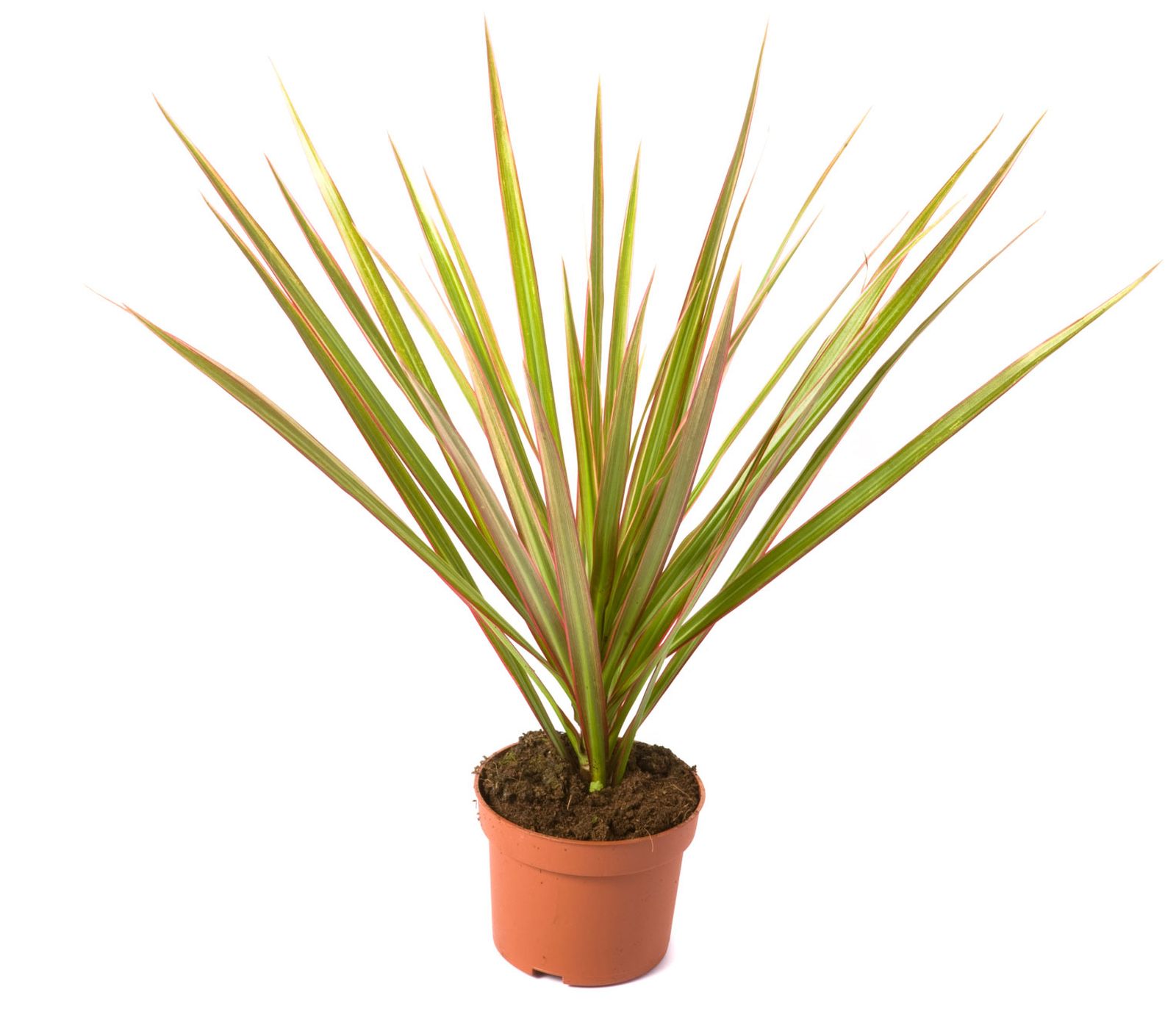 dracaena marginata bicolor xl