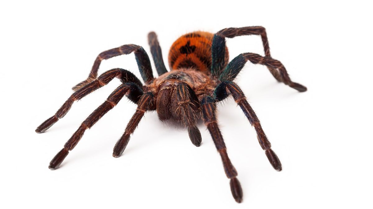 animales exoticos arana