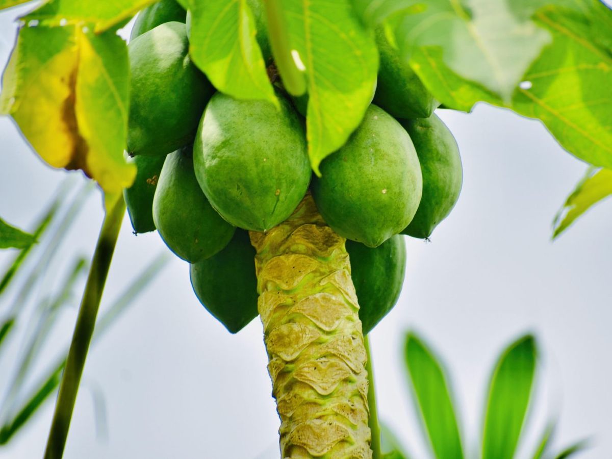 Cristóbal Colón la llamó ‘la fruta de los ángeles'