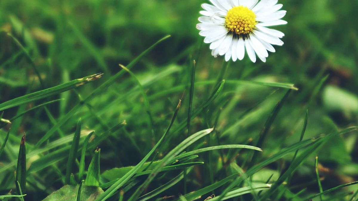 Me quiere, no me quiere