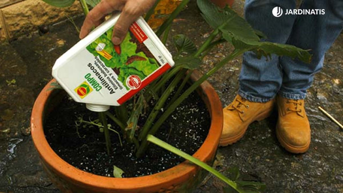 Producto antilimacos