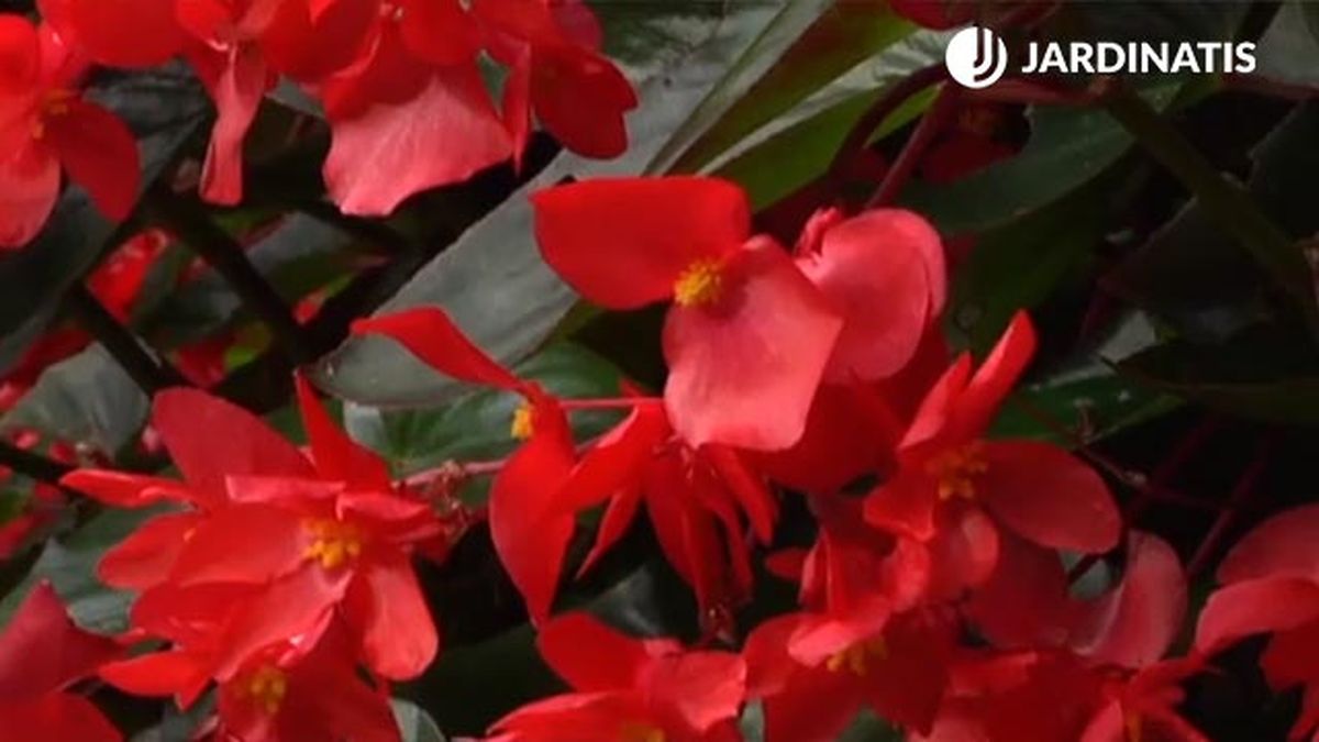 flores begonia dragon wing deco 461