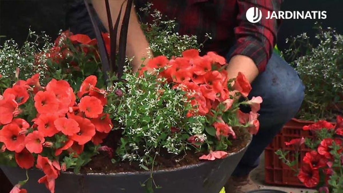euphorbia Diamond Frost petunias para entrada casa primavera deco 614 jardin