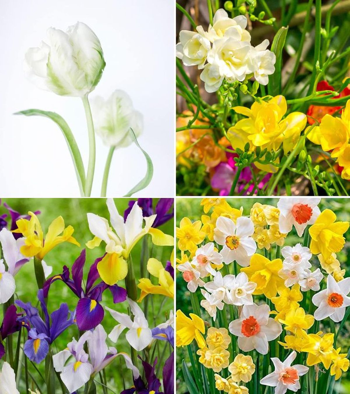 bulbos de otono mas vendidos de amazon