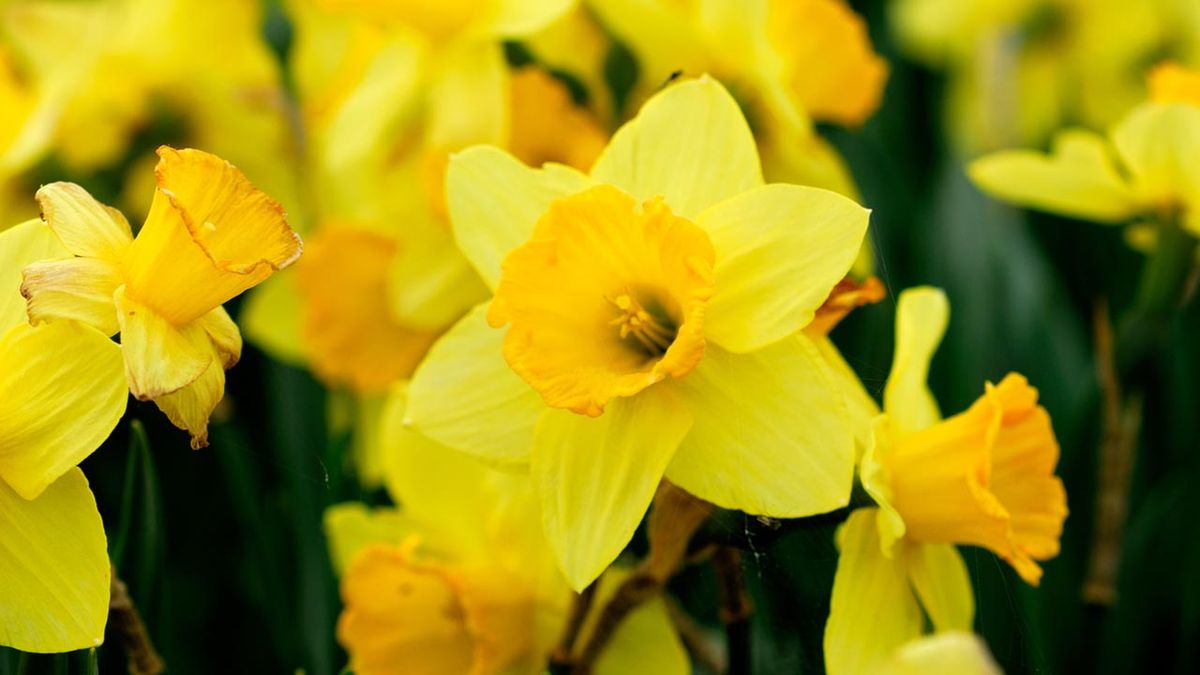 bulbo narcisos plantar otono