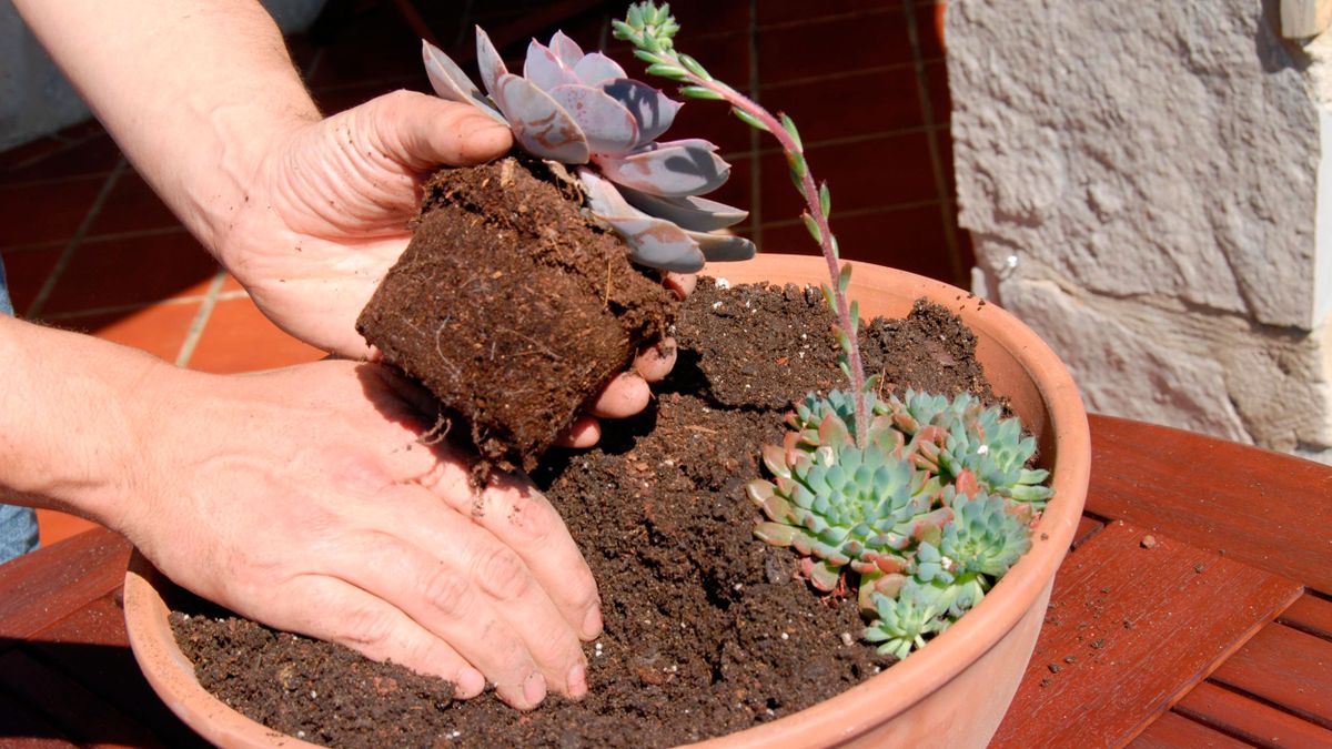 Decogarden 246 composicion plantas crasas macetas 4