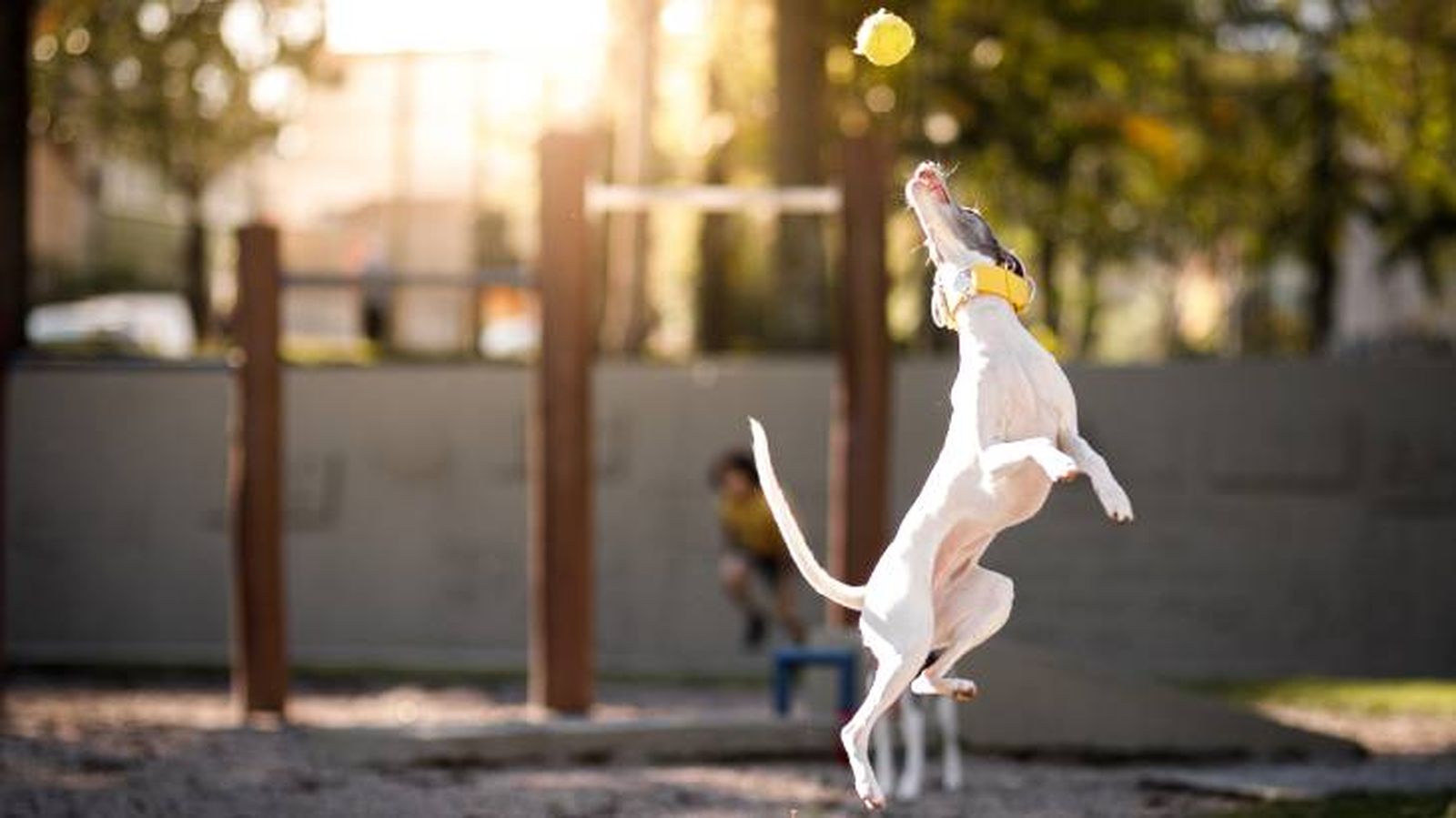 Al Whippet le encanta jugar con la pelota en el parque Al Whippet le encanta jugar con la pelota en el parque