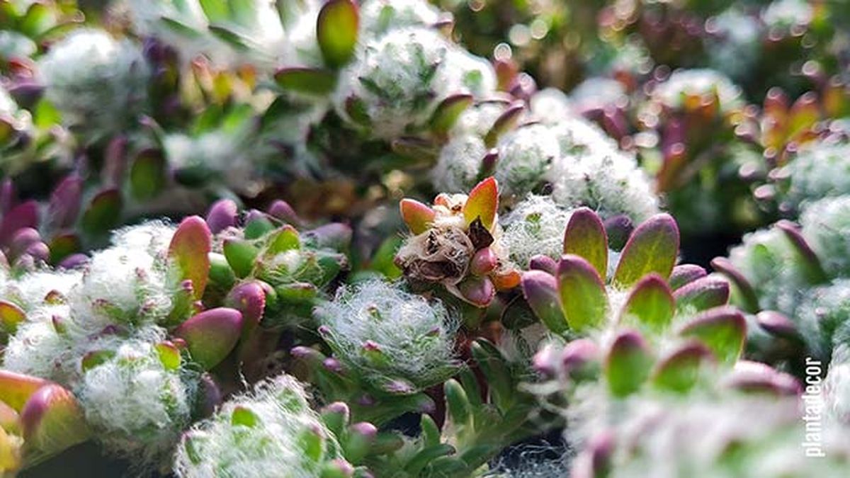Portulaca Werdermannii