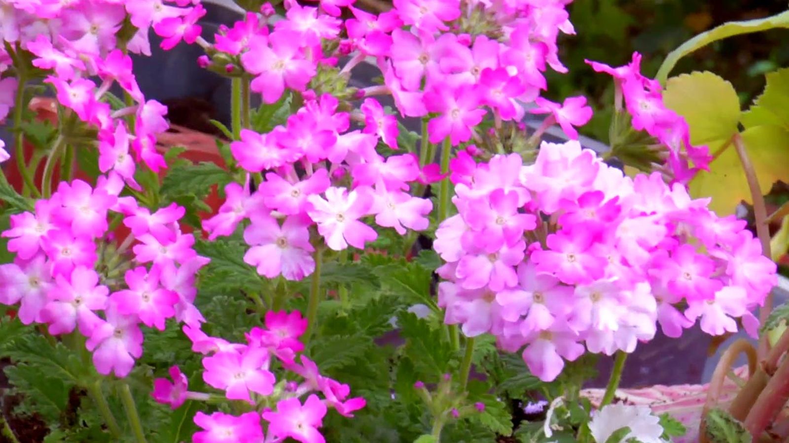 brico 794 jardin plantas colgantes verano verbenas rosas brico 794 jardin plantas colgantes verano verbenas rosas