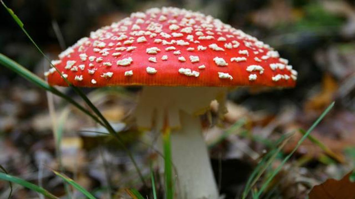 setas toxicas venenosas mascotas Espana Amanita muscaria