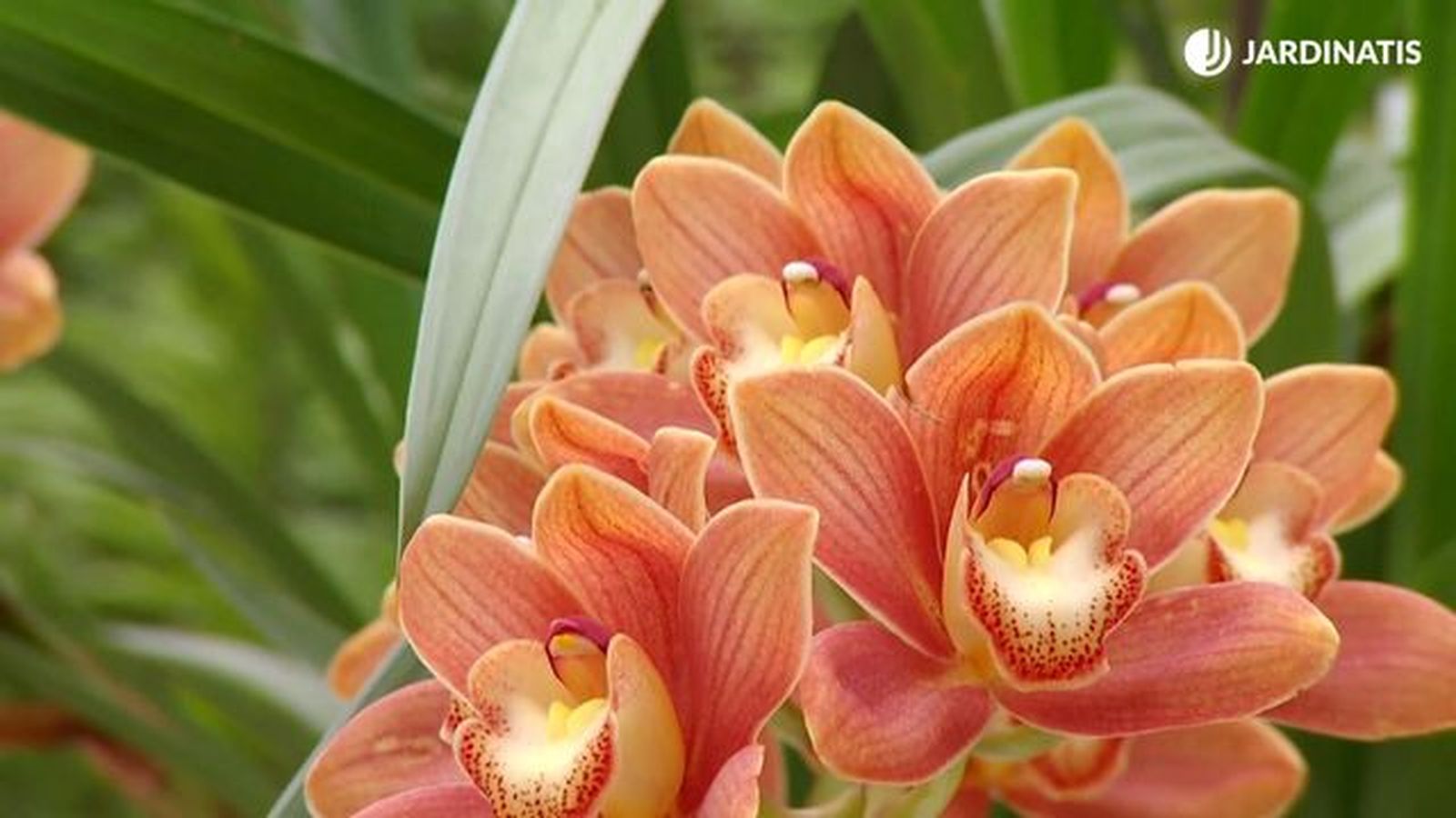 deco 681 orquideas invierno cymbidium deco 681 orquideas invierno cymbidium