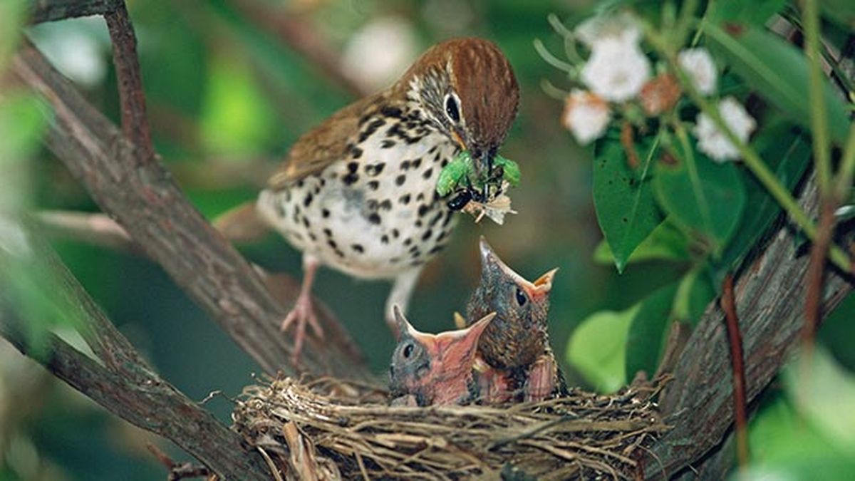 que hacer si encuentras polluelo huerfano 8 alimentando crias