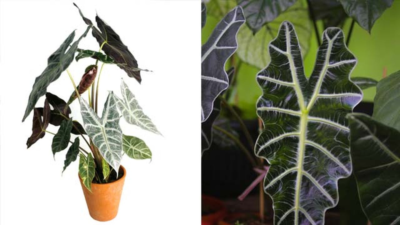 Alocasia amazonica. Alocasia amazonica.