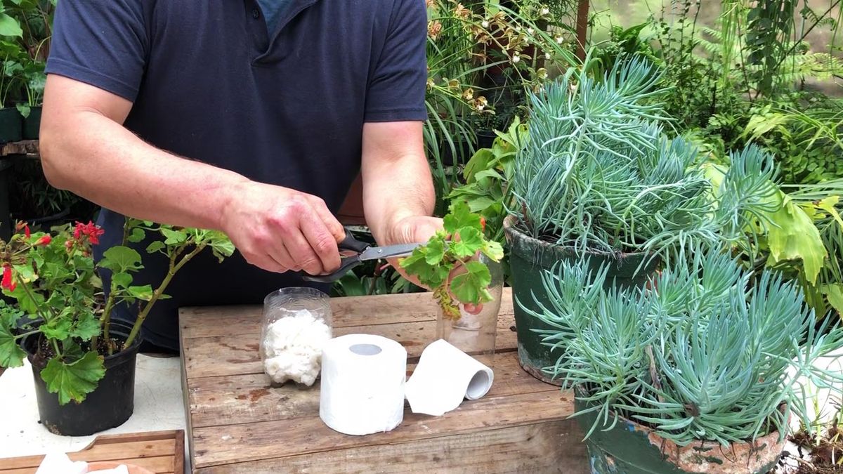 como esquejar con papel higienico paso 4