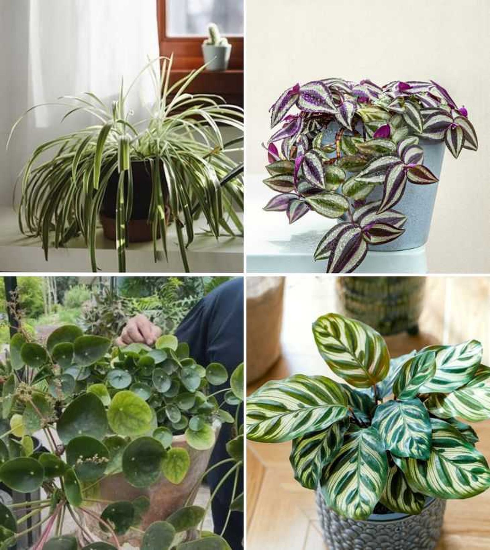 cinta tradescantia zebrina planta del dinero china calathea makoyana planta de interior
